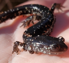 Plethodon grobmani