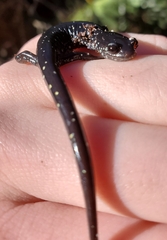 Plethodon grobmani