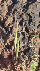 Brachypodium distachyon