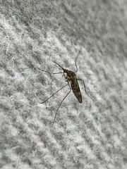 Culiseta incidens