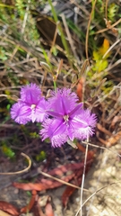 Thysanotus tuberosus