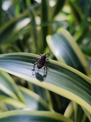 Curculionidae