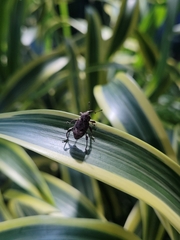 Curculionidae
