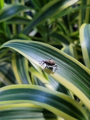 Curculionidae
