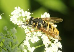 Temnostoma vespiforme