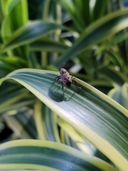 Curculionidae