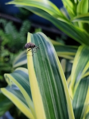 Curculionidae