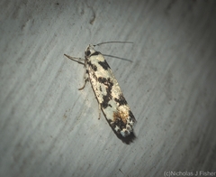 Lichenaula calligrapha