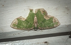 Eucyclodes insperata