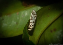 Goniosema anguliscripta