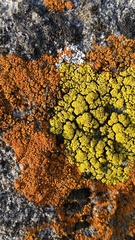 Candelariella rosulans