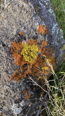 Candelariella rosulans