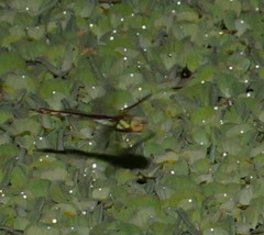 Anaciaeschna jaspidea