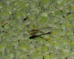 Anaciaeschna jaspidea