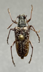 Anthophylax attenuatus