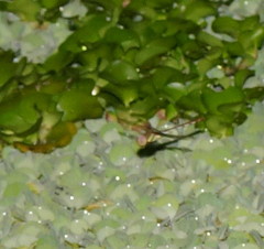 Anaciaeschna jaspidea