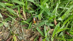 Chondropyga dorsalis