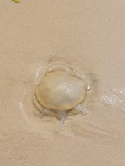 Catostylus