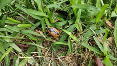 Chondropyga dorsalis