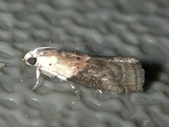 Acrobasis palliolella