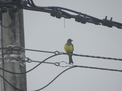 Tyrannus melancholicus