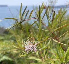 Grevillea linearifolia
