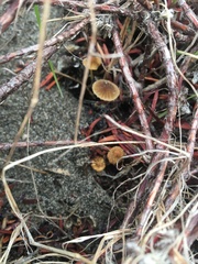 Mycena aurantiomarginata