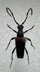 Stictoleptura canadensis