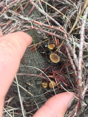 Mycena aurantiomarginata