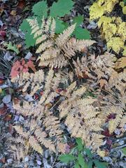 Pteridium aquilinum latiusculum