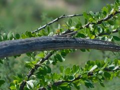 Urosaurus nigricauda