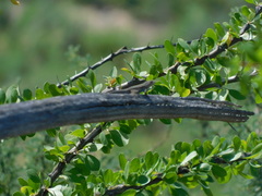 Urosaurus nigricauda