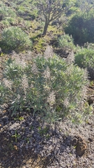 Echium aculeatum