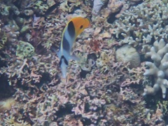 Chaetodon ulietensis