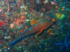 Cephalopholis miniata