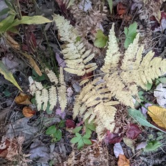 Pteridium aquilinum latiusculum