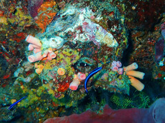 Tubastraea