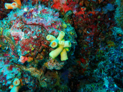 Tubastraea