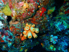 Tubastraea