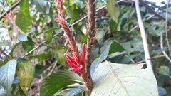 Aphelandra