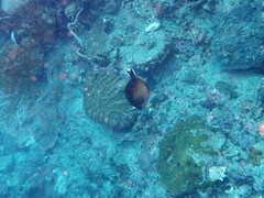 Sufflamen chrysopterum