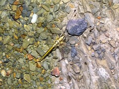 Suhpalacsa dietrichiae