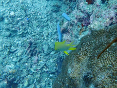 Amblyglyphidodon aureus