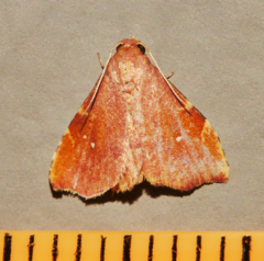Heterorta plutonis