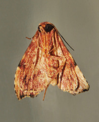 Heterorta plutonis