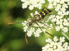 Leptura annularis