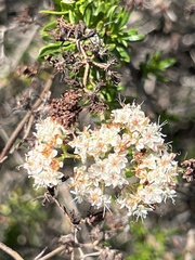 Eriogonum fasciculatum
