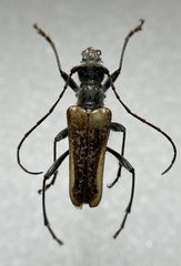 Anthophylax attenuatus