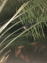 Didelphis aurita