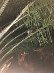 Didelphis aurita